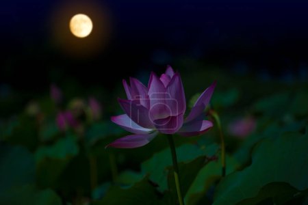Téléchargez les photos : Belle fleur de lotus rose à la lumière de la lune - en image libre de droit