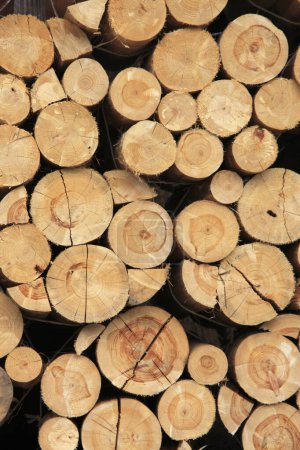 Photo for A pile of cut logs - Royalty Free Image
