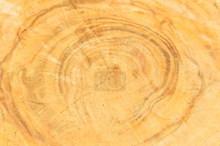 Photo for Tree trunk with a circular cut - Royalty Free Image