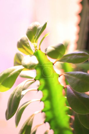 Photo for Closeup of green houseplant with green leaves on blurred background - Royalty Free Image
