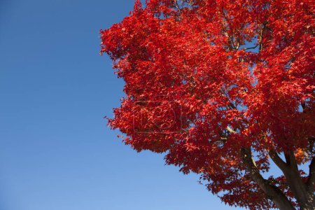 Photo for View of autumn trees in red and yellow colors - Royalty Free Image