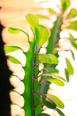 Téléchargez les photos : Gros plan de plante d'intérieur verte avec des feuilles vertes sur fond flou - en image libre de droit