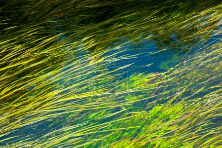 Foto de Algas verdes en el agua - Imagen libre de derechos