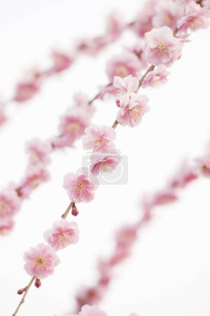 Photo for Cherry blossoms are the symbol of spring in Japan. - Royalty Free Image