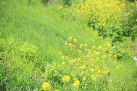 Foto de Las flores de las plantas silvestres en verano - Imagen libre de derechos