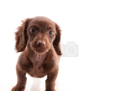 Photo for Adorable little dachshund puppy in white studio - Royalty Free Image