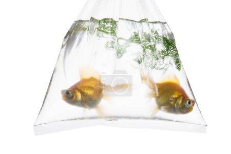 Photo for Close up view of two gold fish in aquarium - Royalty Free Image