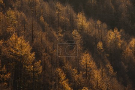 Photo for Beautiful autumn forest with trees and leaves - Royalty Free Image