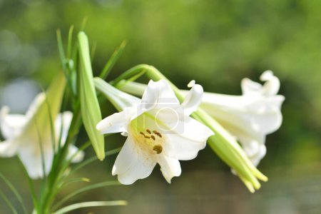 Foto de Flores de lirio blanco en el jardín - Imagen libre de derechos