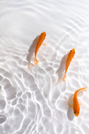 Téléchargez les photos : Beau poisson orange koï nageant dans l'eau claire. - en image libre de droit