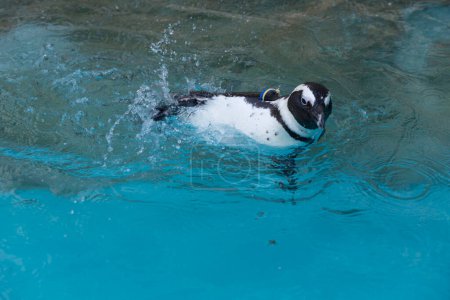 Foto de Animal pingüino en zoológico japonés en el fondo - Imagen libre de derechos