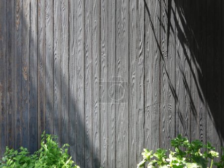 Photo for Wooden texture, background of wood fence texture - Royalty Free Image