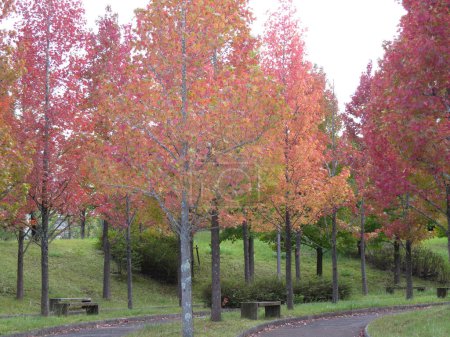 Foto de Temporada de otoño, árboles de otoño con follaje colorido en el parque - Imagen libre de derechos
