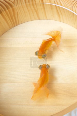 Foto de Vista de cerca de dos peces de oro en el acuario - Imagen libre de derechos
