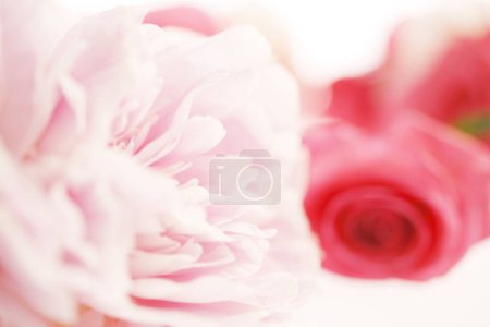 Foto de Vista de cerca de hermosas flores rosadas tiernas sobre fondo blanco - Imagen libre de derechos