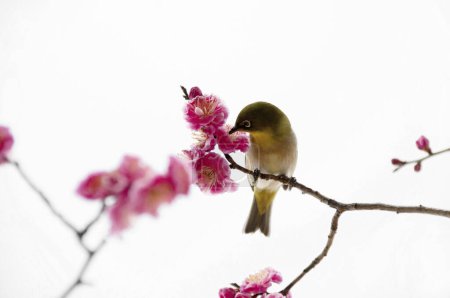 Foto de Pájaro en flor rama de cerezo - Imagen libre de derechos