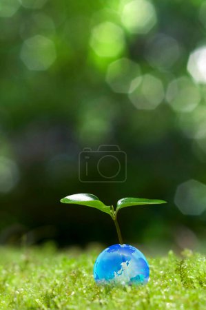 Photo for Green plant in the forest - Royalty Free Image