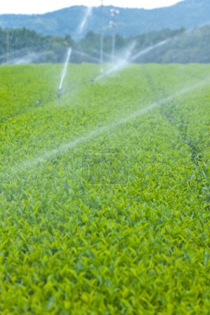 Photo for Water sprinklers in the green tea plants - Royalty Free Image