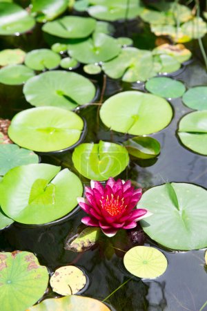 Foto de Lirio de agua hermosa y hojas en el estanque - Imagen libre de derechos