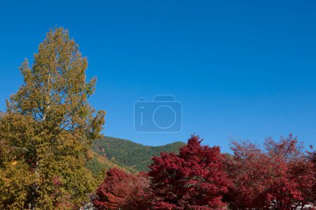 Téléchargez les photos : Vue des arbres d'automne en couleurs rouge et jaune - en image libre de droit