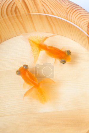 Foto de Vista de cerca de dos peces de oro en el acuario - Imagen libre de derechos