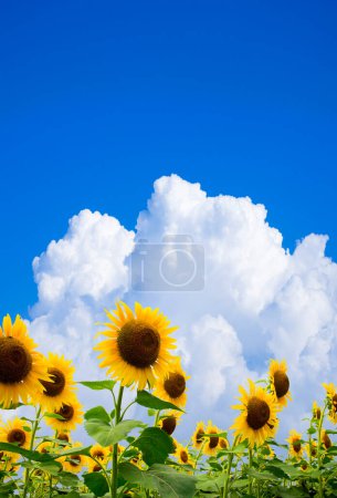 Téléchargez les photos : Beaux tournesols et ciel bleu en arrière-plan. - en image libre de droit