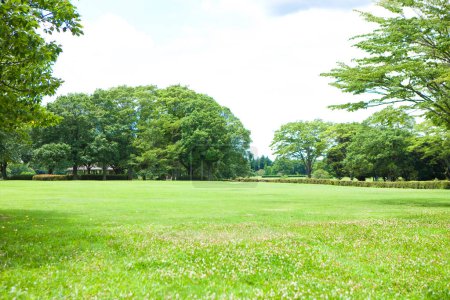 Foto de Parque verde urbano con diferentes especies de árboles - Imagen libre de derechos