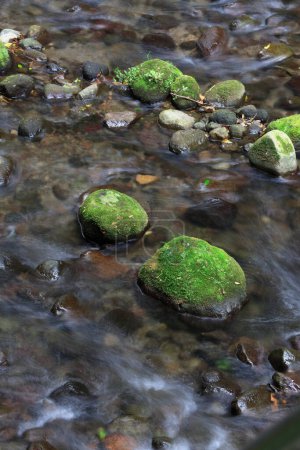 Foto de Hermosa vista de un pequeño arroyo rápido y piedras cubiertas de musgo - Imagen libre de derechos