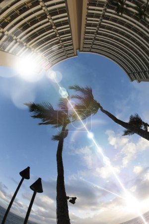 Photo for Palm trees with sun flares background - Royalty Free Image
