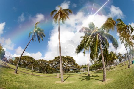 Photo for Palm trees in sunlight, daytime view, travel background, vacation concept - Royalty Free Image