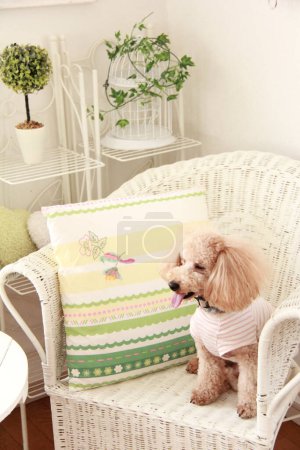 Photo for Portrait of cute dog at home interior - Royalty Free Image