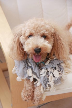 Photo for Cute dog at home interior, closeup shot - Royalty Free Image
