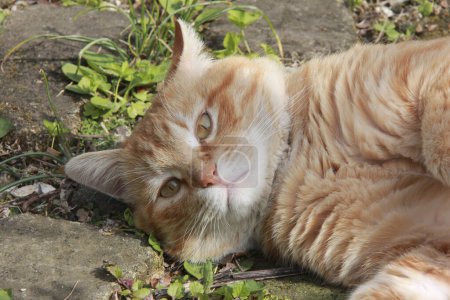 Téléchargez les photos : Gingembre gingembre chat dans le jardin - en image libre de droit