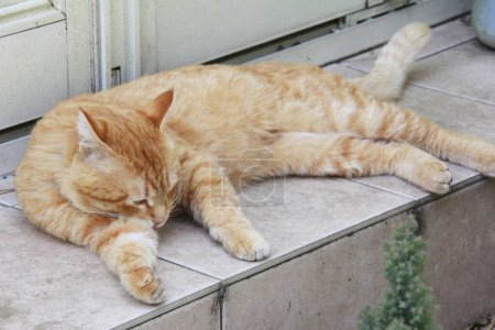 Téléchargez les photos : Chat dormant sur un banc - en image libre de droit