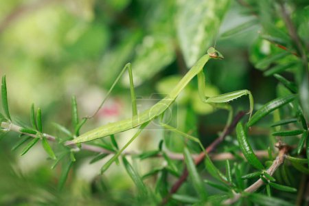 Photo for Close up of mantis animal on nature background - Royalty Free Image