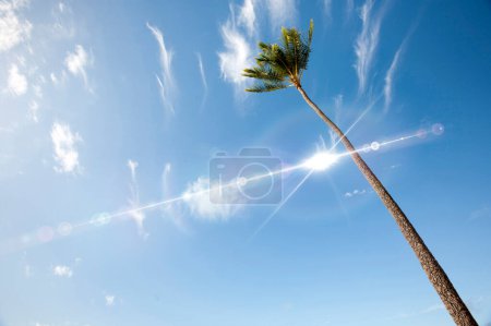 Foto de Hermosas palmeras altas vista desde abajo - Imagen libre de derechos