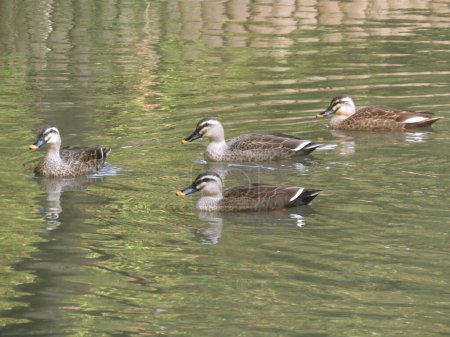 Photo for Ducks in river, daytime view - Royalty Free Image