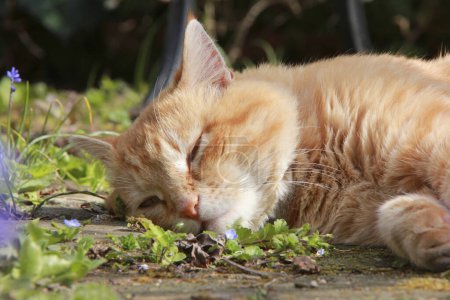 Téléchargez les photos : Chat rouge dormant au soleil dans le jardin - en image libre de droit