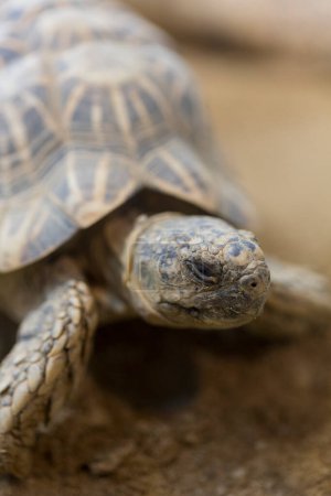 Foto de Primer plano de la tortuga en el zoológico - Imagen libre de derechos