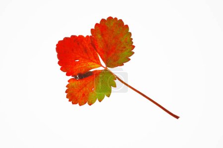 Foto de Hojas coloridas de otoño aisladas sobre fondo blanco - Imagen libre de derechos