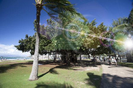 Téléchargez les photos : Palmiers dans la ville - en image libre de droit