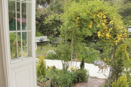 Téléchargez les photos : Belle arche florale de plantes vertes et fleurs jaunes dans le jardin en face de la maison blanche - en image libre de droit
