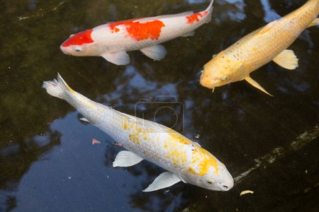Foto de Koi rojo o pescado en el estanque - Imagen libre de derechos