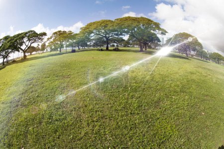 Photo for Green grass field with sun rays. - Royalty Free Image