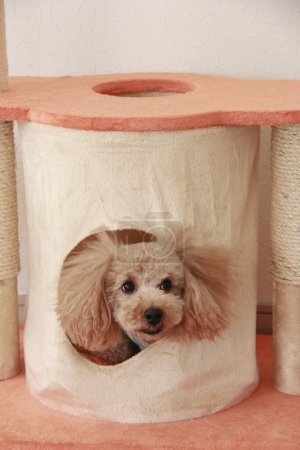Foto de Retrato de perro lindo en el interior del hogar - Imagen libre de derechos