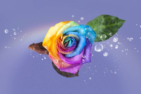 Téléchargez les photos : Rose arc-en-ciel et gouttes d'eau. - en image libre de droit