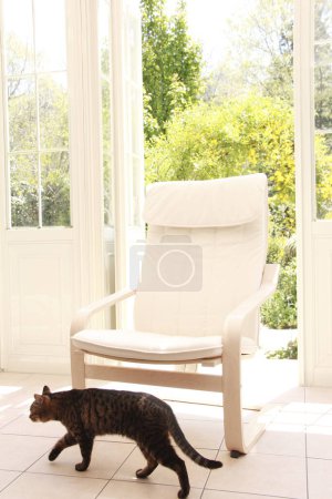 Photo for Cat walking near chair in terrace - Royalty Free Image