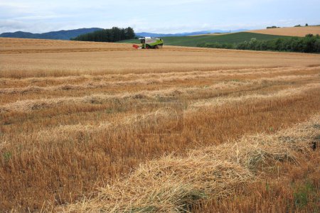 Téléchargez les photos : Un champ de blé avec un tracteur - en image libre de droit