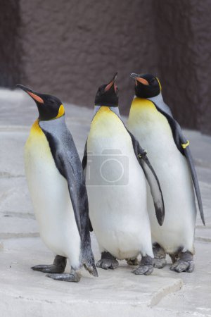 Photo for King penguins in the zoo - Royalty Free Image
