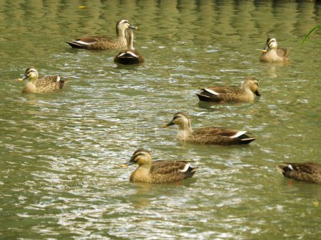 Téléchargez les photos : Canards dans la rivière, vue de jour - en image libre de droit